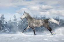 Horse In Winter