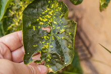 Virus, Sunburn And Garden Pests Damaged Pepper Plant Leaf