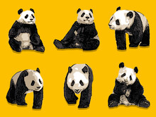 6 Pandas Sur Fond Jaune