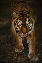 Young Sumatran Tiger Is Walking
