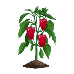 Poster - Chili Pepper Plant Composition