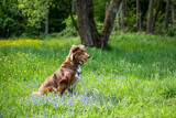 Fototapeta Tęcza - australian shepherd dog brown outdoor