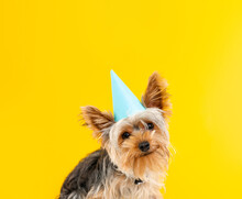 Birthday Card Concept. Portrait Of Funny Smilling Small Dog Yorkshire Terrier With A Birthday Cap Isolated On Yellow.