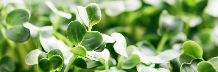 microgreen Foliage Background. Close-up of radish 6 days microgreens. Seed Germination at home. Vegan and healthy eating concept. Sprouted radish germinated from high quality organic plant seed.