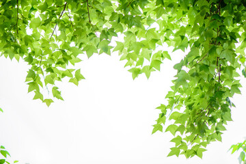 in spring, the green maple leaves background. can be used as a border, a frame, and a wallpaper