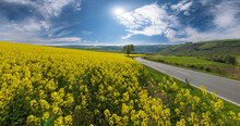 Road In The Pfälzer Forest Along The Rapeseed Plants