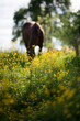 Gelbe Blumenwiese mit Pferd im Hintergrund, am grasen