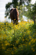 Gelbe Blumenwiese mit Pferd im Hintergrund, am grasen