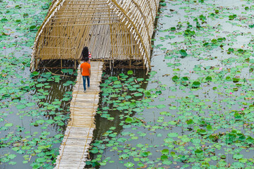 Wall Mural - Top view of Asian tourists enjoy walking on bamboo bridge over river with many lotuses. Happiness family spending time together outside in water nature. Scenery view of people with lotus pond.