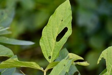 Symptoms Of Soybean, Soy Bean, Or Soya Bean (Glycine Max) Crop Leaf Is Damaged By Agricultural Pests.