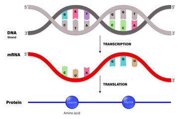 Wall Mural - Transcription and Translation. DNA, mRNA and Protein. Molecular Biology.