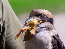 Laughing Kookaburra Eating A Chick At A Bird Show