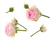 Set of small pink rose flowers and buds isolated