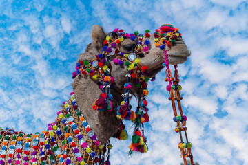 Wall Mural - Decorated camel head in desert Thar during the annual Pushkar Camel Fair near holy city Pushkar, Rajasthan, India