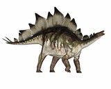 Fototapeta Dinusie - Stegosaurus dinosaur standing and roaring - 3D render