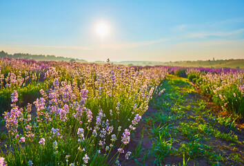 Sticker - The sunrise sky over the white lavender (Nana Alba) in the field