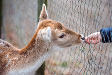 Young Girl Feeding A Fawn In An Animal Park