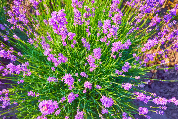 Wall Mural - The colorful lavender shrub