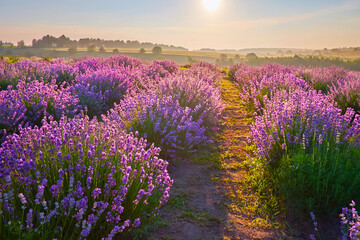 Canvas Print - Enjoy the blooming lavender field