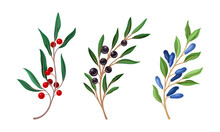 Set Of Wild Berries Twigs. Red, Black Bird Cherry And Honeysuckle Branches Vector Illustration