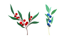 Set Of Wild Berries Twigs. Red Bird Cherry And Blueberry Branches Vector Illustration