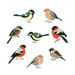 Set of winter birds tit, bullfinch, robin, sparrows. Flat style.
