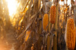 © Mikhailov Studio - Dry corn stalks with cobs backlit by sun at fields autumn time