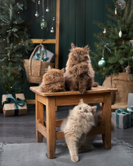 Wall Mural - three British kittens in the interior. Christmas cats on the background of the New Year tree