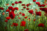 Fototapeta  - Summer Poppy Meadow