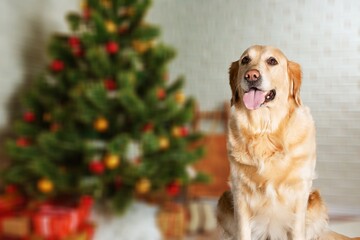 Wall Mural - Cute domestic dog posing in christmas setting