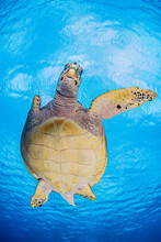 Sea Turtle Swimming Undersea