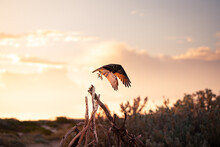 Sea-eagle Flying Over The Beach At Sunset In Australia