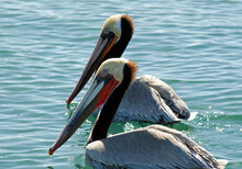 Brown Pelicans In Santa Barbara Harbor, California