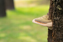 Mushroom Growing At The Tree
