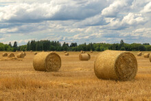 View In The Isometry Of Hay Rolls Against The Background Of The Forest Line And Other Rolls In The Distance. The Sky Is Covered With Clouds. Summer. Soft Light.