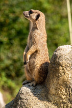 A Meerkat Guarding His Family From A Rock