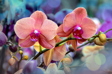 Orange Orchid Flower 01