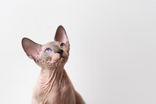Canadian Sphynx Cat Of Blue Mink And White Color With Blue Eyes Looking Up Attentively On White Background. Beautiful Hairless Male Cat Is 4 Months Old. Front View. Pedigree Pets Concept. Copy Space