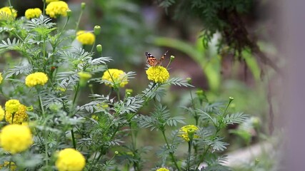 Wall Mural - Yellow marigold flowers in the garden