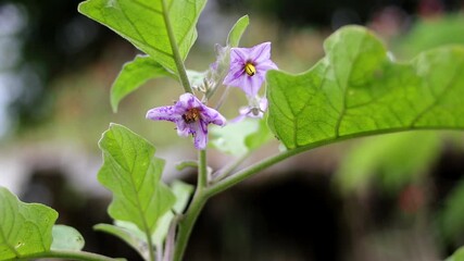 Wall Mural - Eggplant flowers in the fields