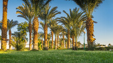 Rows Of Tall Palm Trees Stand On The Lawn. Lush Carved Leaves Against A Blue Sky Background. Egypt.
