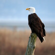 Bald Eagle in the wild