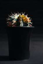 Gymnocalycium LB Hybrid;Gymnocalycium Mihanovichii Cactus In Black Pot On Black Background.