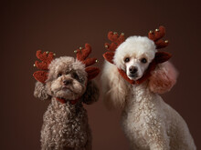 Two Poodle Dogs With Christmas Horns On A Brown Background