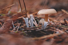 Candle-snuff Fungus On The Forest Floor - Between Moss - Macro Shot. Nice Brown Unknown Mushroom Near