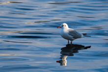 A Seagull Standing In The Shallow Water Of The Lake And Waiting To Get Some Food From The Visitors