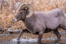 Bighorn Sheep During The Rut