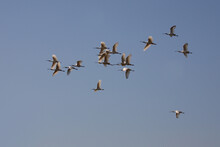 Afrikanischer Löffler Oder Rotgesichtlöffler / African Spoonbill / Platalea Alba.