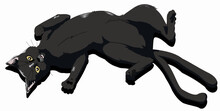 Black Cat With Two Tails 