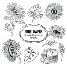 Vector Sunflowers Illustration Set, Black And White Floral Outline Set, Sunflower Summer Clipart